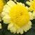 argyranthemumflotcmadeiracrestedyellow1a1b1a1