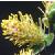 creepingcflo1malewillow1