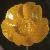 flessercolflospearwort1