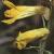 fyellowcolflocorydalis1