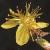 flaxleavedflotsaintjohnswort1