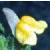 frenchcflotoadflax1