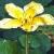 fringedcflowaterlily1