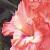 gladioluscfloalpenglownagc1