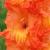 gladioluscflowowzernagc1