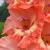 gladioluscfloexpresidentnagc2