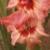 gladioluscfloharvestsunsetnagc2
