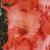 gladioluscflohuroncountynagc