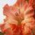 gladioluscfloscrumptiousnagc2