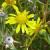 goldencflosamphirebritishflora1