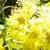 goldenrodcflobritishflora1