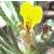 groundcflopine1