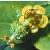 irishcflospurge1