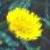 pricklycflosowthistle1