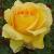 rosadutchgoldcflorogerltd1