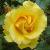rosafreedomcflorogerltd1
