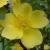 rosagoldenchersonesecflorogerltd1