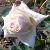 rosabobwoolleycflorogerltd1a