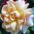 rosafragrantdelightcflo1a1a