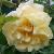 rosagoldenramblercflorogerltd1a