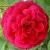 rosahenrimartincflorogerltd1