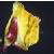 smallcflobladderwort1