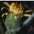 stickycflogroundsel1