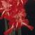 gladiolusffloafterburnernagc1a1