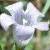 ivycfloleavedbellflower1
