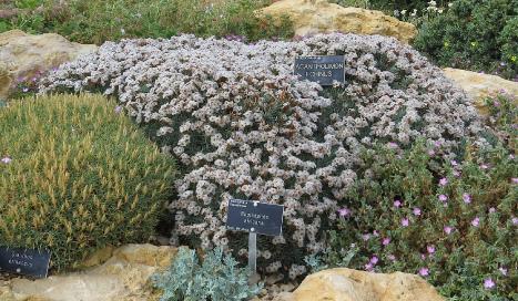 acantholimonechinusplant