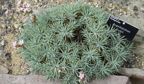 acantholimonhuetiiplant