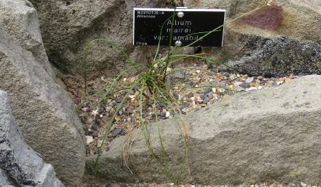 alliummaironvaramabileplant