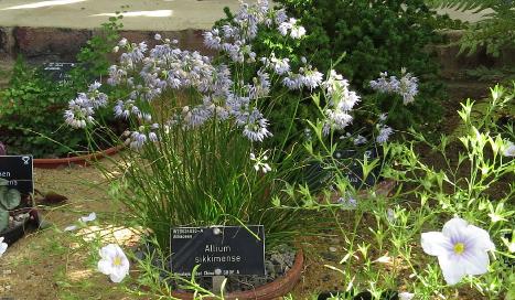 alliumsikkimenseplant