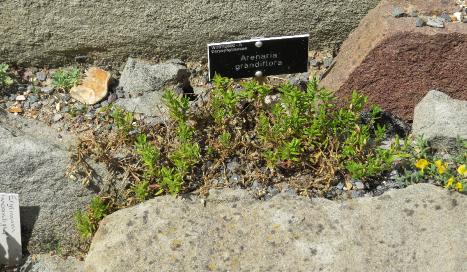 arenariagrandifloraplant