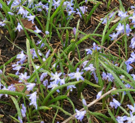 chionodoxapforsardensisgarnonswilliams