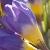 crocuscflosieberiatticustricolourgeetee