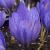 crocuscflospeciosusainorvroger