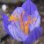 crocuscflospeciosusartabirrvroger