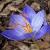 crocuscflospeciosusoxonianrvroger