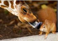 giraffelickssquirrel