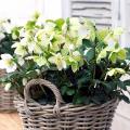 helleborusflosnigersuttons