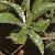 passiflorafoltcaerulea