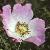 rosacaninadogroseflot3a1