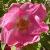 rosamargueritehillingCflorogerltd1a
