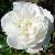 rosasanderswhiteramblercflorogerltd1a