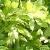 wisteriafoltfloribundaalba