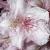 rhododendronflotpinkpearl1a1