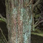 juniperusbarkvirginia1a1