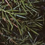 juniperusfolcommunis1a1