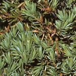 juniperusfolrecurvadensa1a1